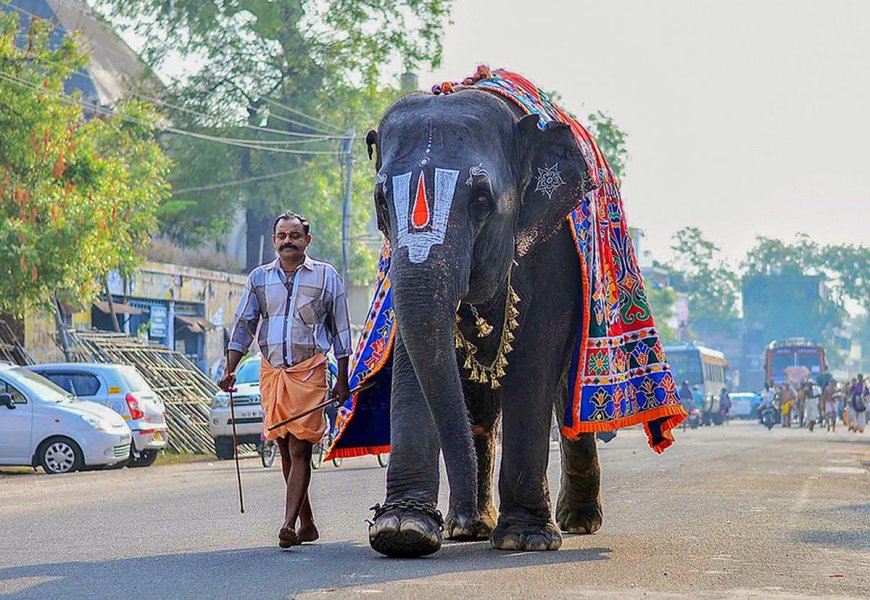 ആന എഴുന്നള്ളിപ്പിന് മാര്‍ഗരേഖയുമായി ഹൈക്കോടതി