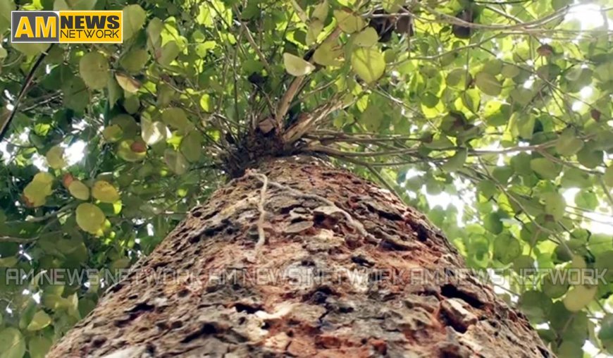 മരം ലേലം